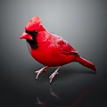 Vibrant Red Cardinal Bird With Black Facial Markings Perched On Dark Reflective Surface