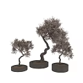 Decorative Bonsai Plant With Curved Trunk And Pink Blossoms In Black Pot