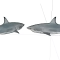 Two Grey Sharks Swimming Facing Each Other In Natural Aquatic Habitat
