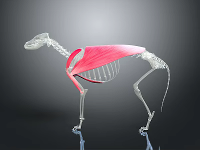 3D Animal Skeleton Anatomical Structure With Visible Red Muscles And Bone Details 3d model