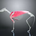 3D Animal Skeleton Anatomical Structure With Visible Red Muscles And Bone Details