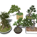 Various Bonsai Trees With Different Shapes And Decorative Pots For Home Decor