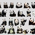 Various Reptile Species Displayed In Different Natural Poses And Habitats