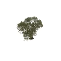 Tall Arbor Tree with Thick Trunk Lush Green Leaves and Human Silhouette