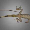 Brown Gray Lizard With Long Tail Scaly Skin And Extended Limbs On Gray Background