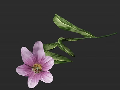Elegant Pink Flower with Delicate Petals and Fresh Green Leaves on Dark Background 3d model