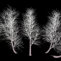 Multiple Leafless Shrub Silhouettes With Slender Twisted Branches On Black Background