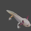 Unique Axolotl With Pink Feathery Gills And White Smooth Body Appearance