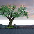 Large Arbor With Thick Trunk Lush Green Leaves Stones On Paved Ground Under Sunset Sky