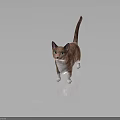 Brown And White Cat With Green Eyes Standing On Shiny Surface And Gray Background