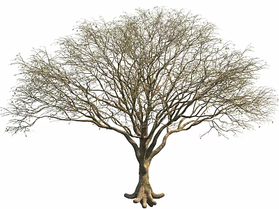 Isolated Leafless Tree With Thick Trunk And Exposed Roots On White 3d model