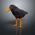 Black Bird with Orange Beak and Feet Standing on Dark Reflective Surface