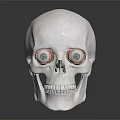 Medical Device For Ophthalmic Training Using Realistic Skull Model With Eye Components 3d model