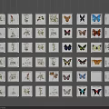 Framed Botanical And Butterfly Specimens Neatly Arranged On Wall
