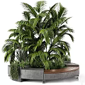 Modern Garden Decor With Tall Palm Plant Small Green Plants Curved Concrete Wooden Planter