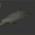 Realistic Gray Dolphin Model in Side View on Dark Glossy Surface