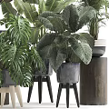 Indoor Potted Plants With Various Large Leaf Varieties In Decorative Planters For Home Decor