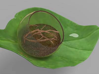 Decorative Ornament Set With Green Leaf Shaped Base Transparent Round Container And Brown Lines 3d model