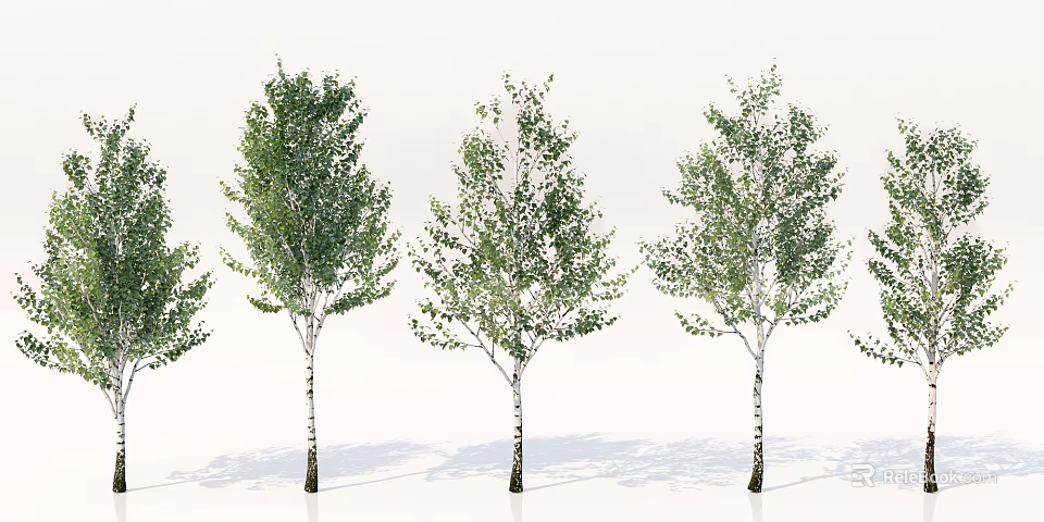 Birch Trees With Green Leaves And White Trunks In Natural Arrangement 3d model 