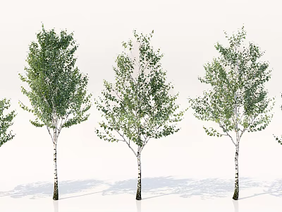 Birch Trees With Green Leaves And White Trunks In Natural Arrangement 3d model