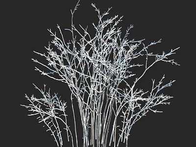 Elegant White Branch Decorative Shrub With Leafless Twigs On Black Background 3d model