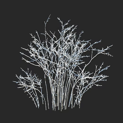Elegant White Branch Decorative Shrub With Leafless Twigs On Black Background 3d model