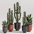 Decorative Bonsai Potted Plants With Cactus And Green Plants In Black Brown Ceramic Pots