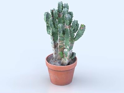 Bonsai Potted Cactus Plant in Terracotta Pot with Green Succulent Stems for Indoor Decor 3d model