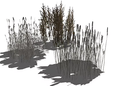 Tall Grass And Diverse Plants In Natural Outdoor Landscape With Shadows 3d model