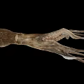 Fresh Whole Raw Squid With Extended Tentacles On Black Background