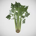 Fresh Green Celery Plant With Crisp Stalks And Lush Leafy Foliage