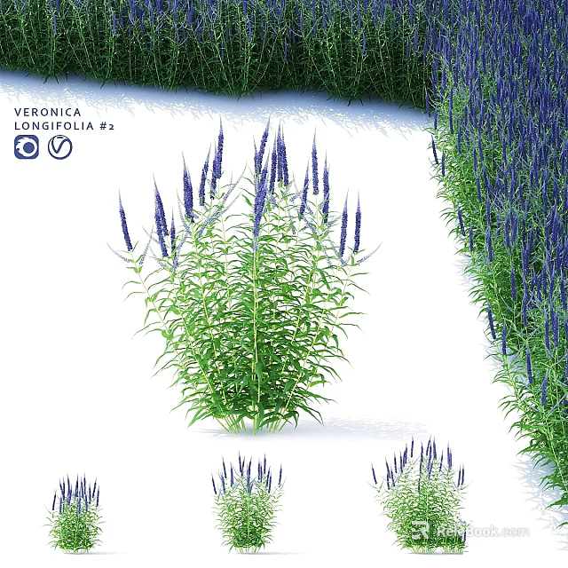 Elegant Veronica Longifolia Garden Accent with Purple Flower Spikes and Green Foliage for Garden Decoration 3d model 