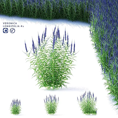 Elegant Veronica Longifolia Garden Accent with Purple Flower Spikes and Green Foliage for Garden Decoration 3d model