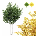 Vibrant Trees With Yellow And Green Leaves And White Trunks In Natural Scene