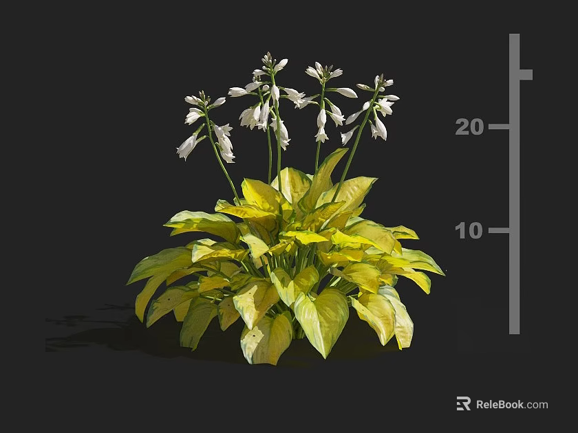 Eye Catching Flowering Plant With Lush Yellow Leaves And White Flowers Growing 3d model 