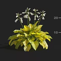 Eye Catching Flowering Plant With Lush Yellow Leaves And White Flowers Growing