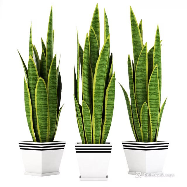 Indoor Bonsai Potted Plants with Green Yellow Striped Leaves in White Black Striped Pots 3d model 