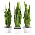 Indoor Bonsai Potted Plants with Green Yellow Striped Leaves in White Black Striped Pots