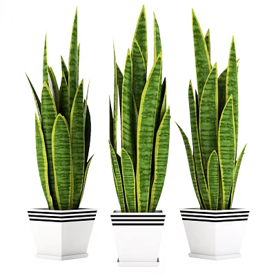 Indoor Bonsai Potted Plants with Green Yellow Striped Leaves in White Black Striped Pots 3d model