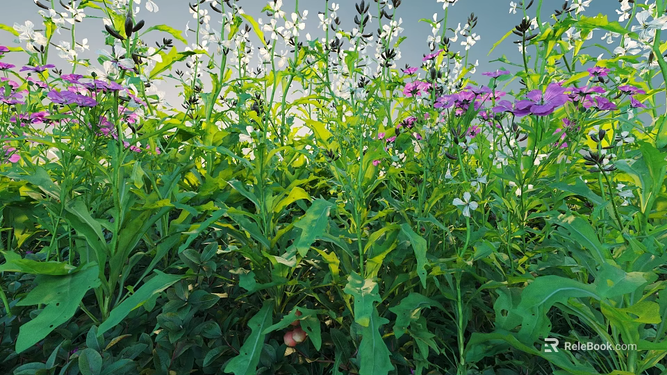 Vibrant Purple And White Flowers With Lush Green Leaves In Sunlit Natural Garden 3d model 