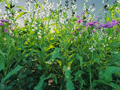 Vibrant Purple And White Flowers With Lush Green Leaves In Sunlit Natural Garden 3d model