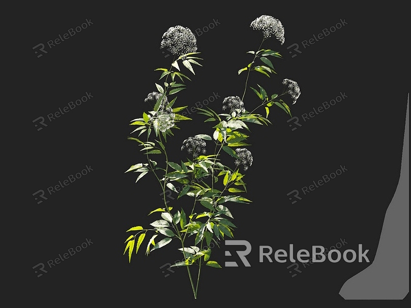 Poison celery flowers potted wild flowers common flowers flower garden flower bed flowers ornamental plants model