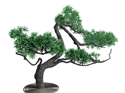 Bonsai Pine Tree Featuring Curved Trunk Lush Green Foliage and Circular Base 3d model
