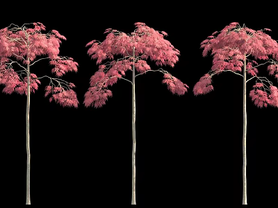 Three Tall Pink Leaf Trees With Lush Vibrant Foliage Against Black Background 3d model