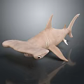 Detailed Hammerhead Shark 3D Model with Hammer Shaped Head and Dark Background Reflection 3d model