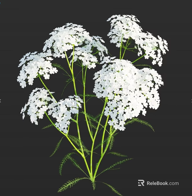 White Flowers With Green Stems And Feathery Leaves On Dark Background 3d model 