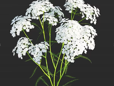 White Flowers With Green Stems And Feathery Leaves On Dark Background 3d model