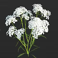 White Flowers With Green Stems And Feathery Leaves On Dark Background