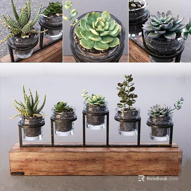 Small Potted Succulent Plants In Glass Containers On Wooden Shelf With Black Stands 3d model 