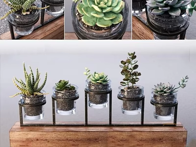 Small Potted Succulent Plants In Glass Containers On Wooden Shelf With Black Stands 3d model